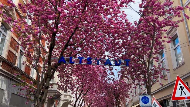 Photo japanese pink cherry blossoms on the streets of bonn germany april 20 2023