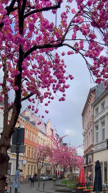 Photo japanese pink cherry blossoms on the streets of bonn germany april 20 2023