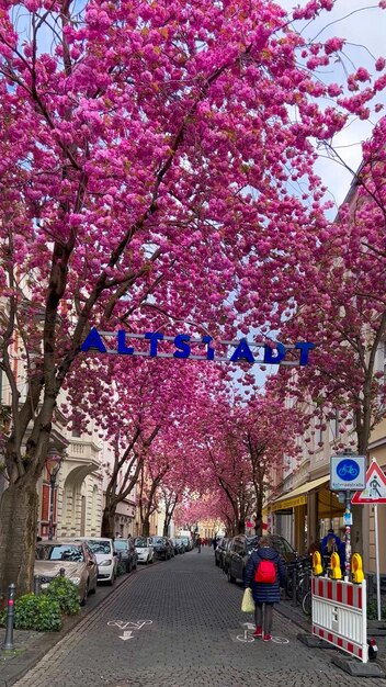 Photo japanese pink cherry blossoms on the streets of bonn germany april 20 2023