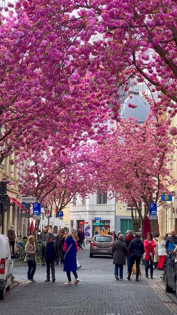 일본의 분홍색 체리 꽃이 독일 본의 거리에서 2023년 4월 20일
