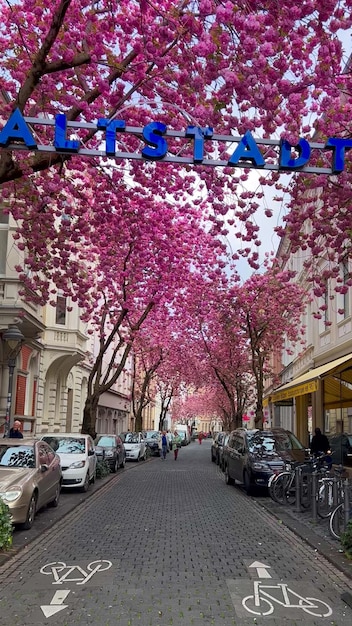 Photo japanese pink cherry blossoms on the streets of bonn germany april 20 2023