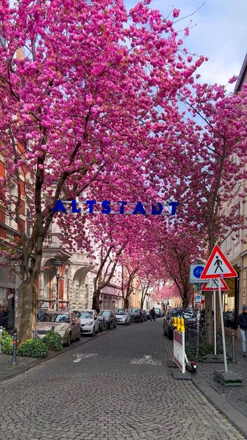 Japanese pink cherry blossoms on the streets of Bonn Germany April 20 2023