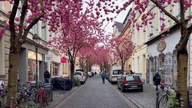 Photo japanese pink cherry blossoms on the streets of bonn germany april 20 2023