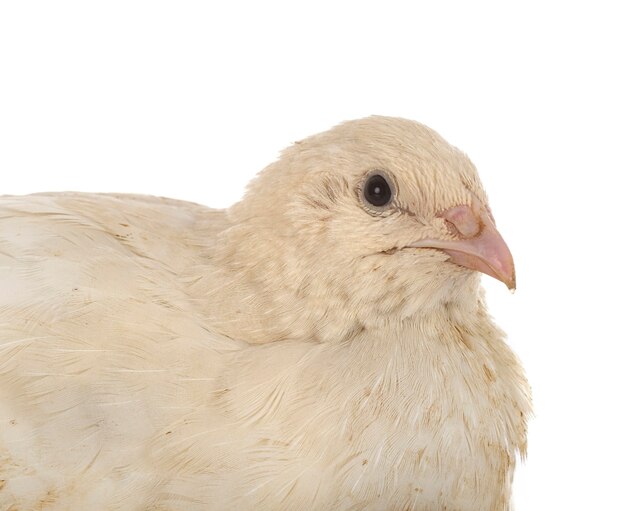 Japanese quail isolated on white