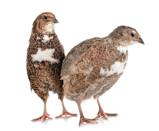 Japanese quail in studio