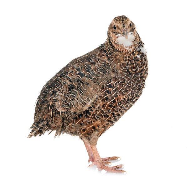 Japanese quail in studio