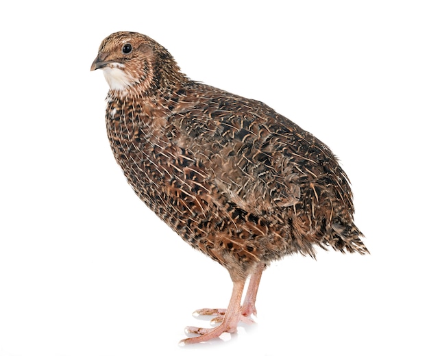 Japanese quail in studio