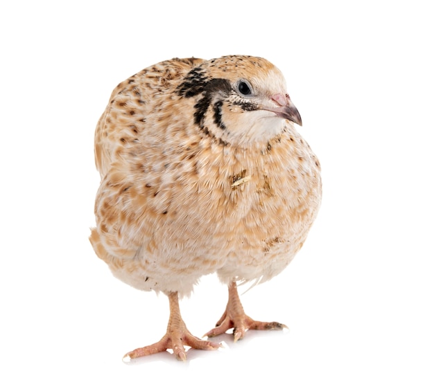 Japanese quail in studio