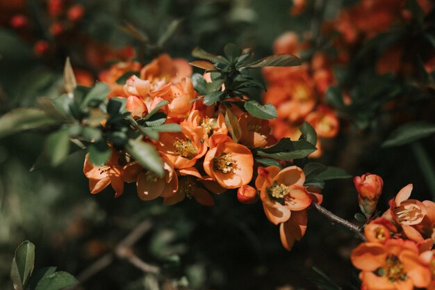 japanese quince chaenomeles flowers bright red pink flowers in full bloom on quince tree with green leaves in garden fruit food plant horticulture and homesteading dark authenticity landscape