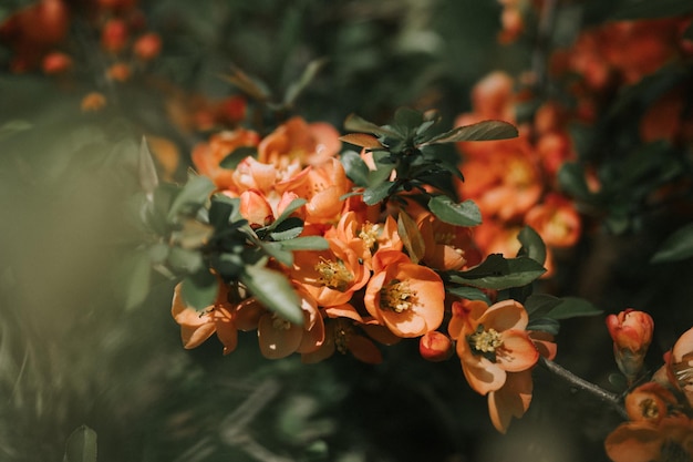 日本のカリン chaenomeles 花鮮やかな赤ピンクの花が満開の花梨の木に庭の果物食品工場園芸とホームステッド ダーク信憑性風景の緑の葉を持つ