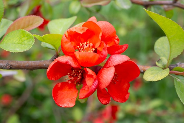 Айва японская Chaenomeles Japonica цветущая. Красные цветы на ветке куста под каплями воды. Весна, зарождение жизни.