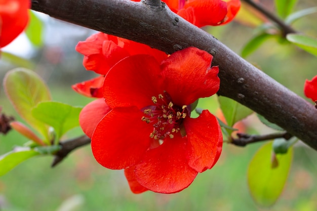 일본 모과 Chaenomeles Japonica 개화. 물방울 아래 부시의 가지에 붉은 꽃. 봄, 생명의 탄생.