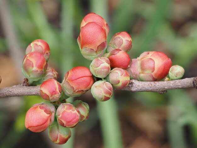 Japanese quince flower buds