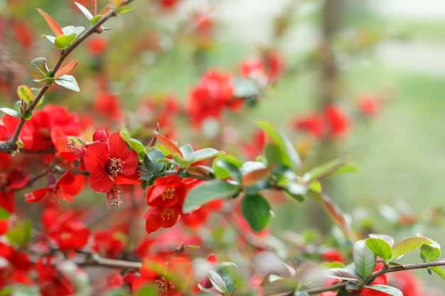 Japanese quince flowers