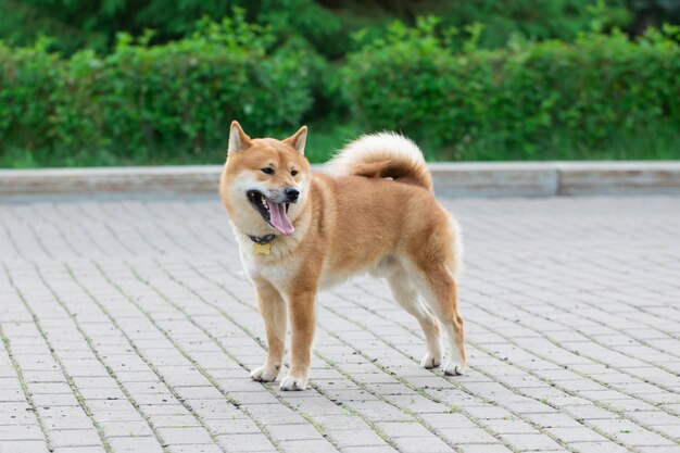 Japanese red dog Shiba Inu playing in nature