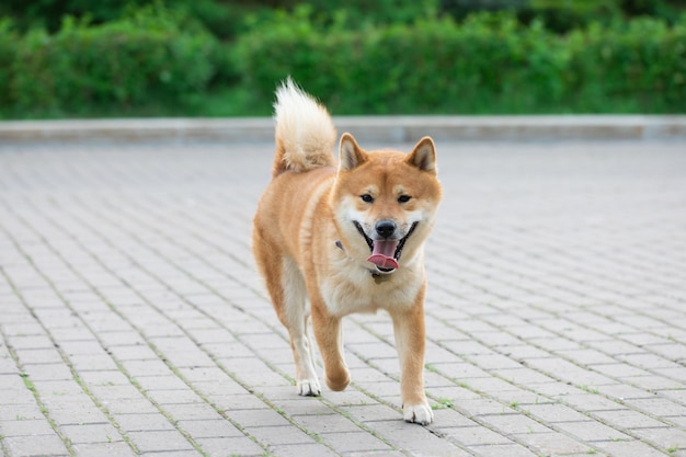 Japanese red dog Shiba Inu playing in nature