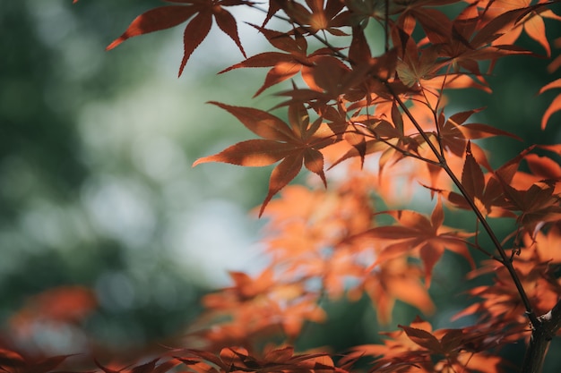 Japanese red maples leafs in film style