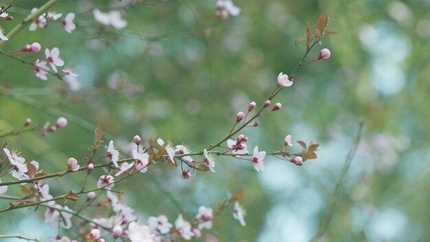 日本の桜の花 晴れた日の美しい花の庭 細かい枝の花