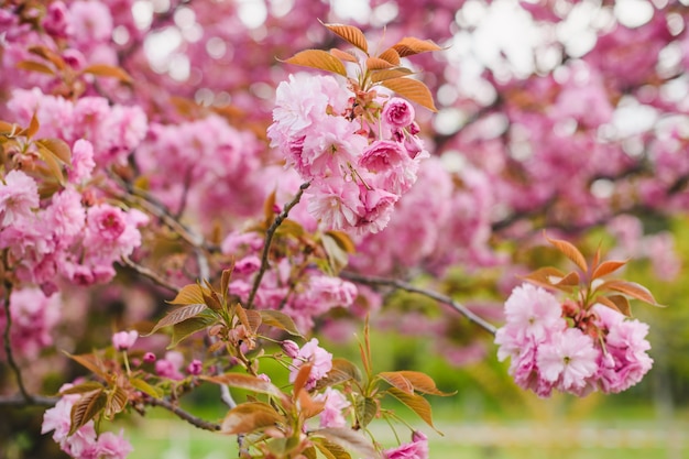 Japanese sakura tree blossom branches, spring bloom, tender pink flowers close up at garden, floral background