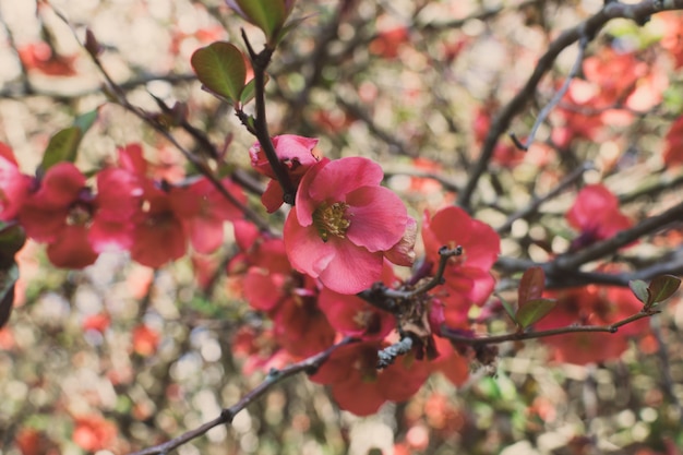 写真 日本の緋色のマルメロの木枝に小さな赤い花