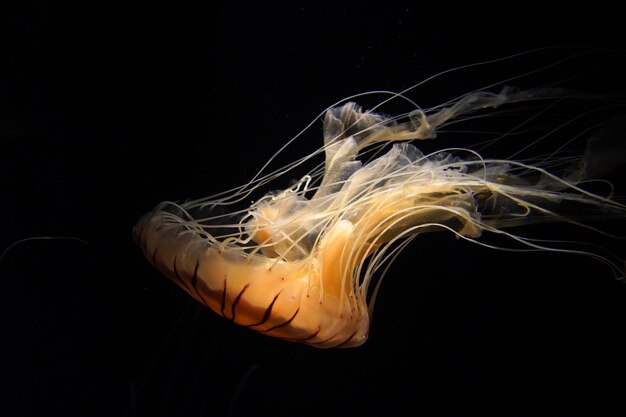 Japanese sea nettle jelly fish underwater