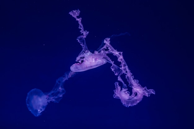 물에 일본 바다 쐐기 풀 해파리