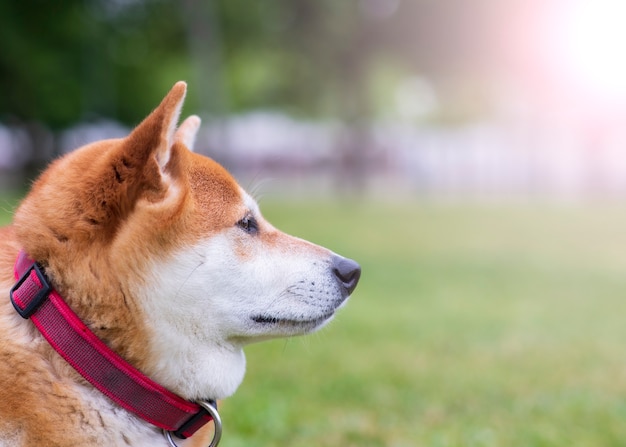 公園のクローズアップで幸せな日本の柴犬犬