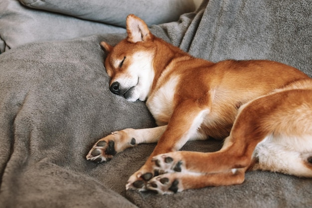 Japanese shiba inu dog is sleeping Cute dog