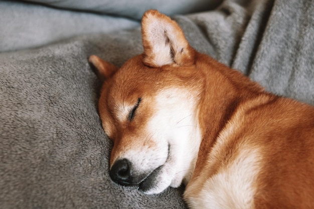 日本の柴犬が眠っているかわいい犬