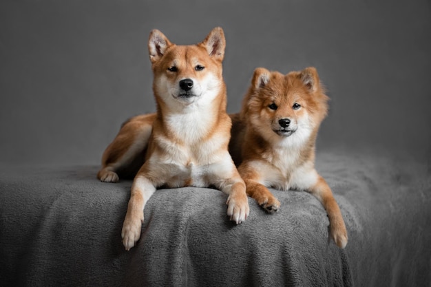Японские собаки шиба-ину Мама и дочь собаки шиба-ину лежат на диване