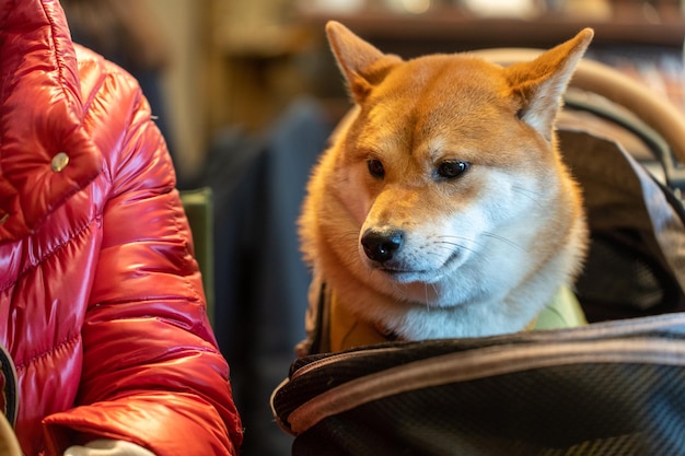 Japanese smiling Shiba Inu dog Interested shiba inu dog