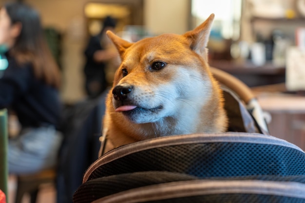 Japanese smiling Shiba Inu dog Interested shiba inu dog