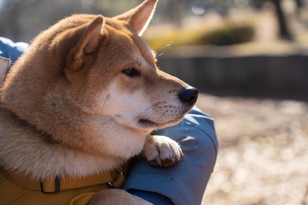 Japanese smiling Shiba Inu dog Interested shiba inu dog