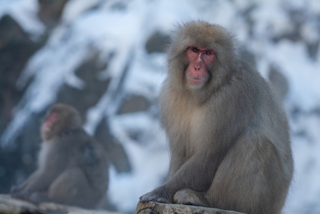 Japanese snow monkey near of onsen hot springs at winter. A wild macaque on rock of warm pool located in Jigokudan Park, Nakano, Japan. Macaca fuscata at winter season in mountain