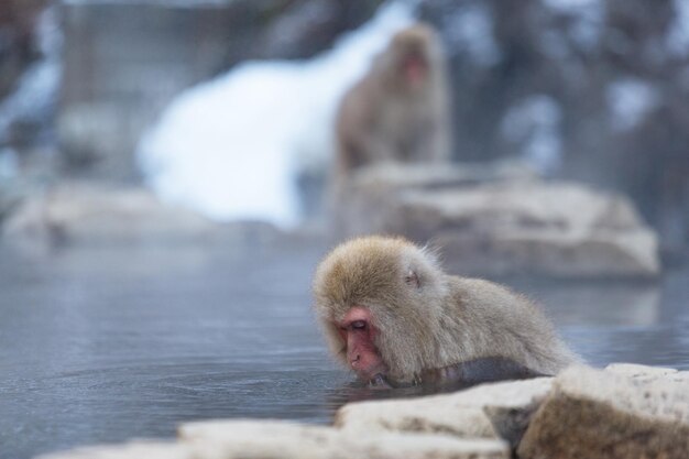 Japanese Snow monkey