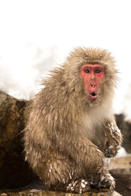 Japanese Snow Monkey