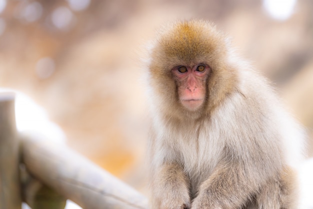 사진 일본 눈 원숭이