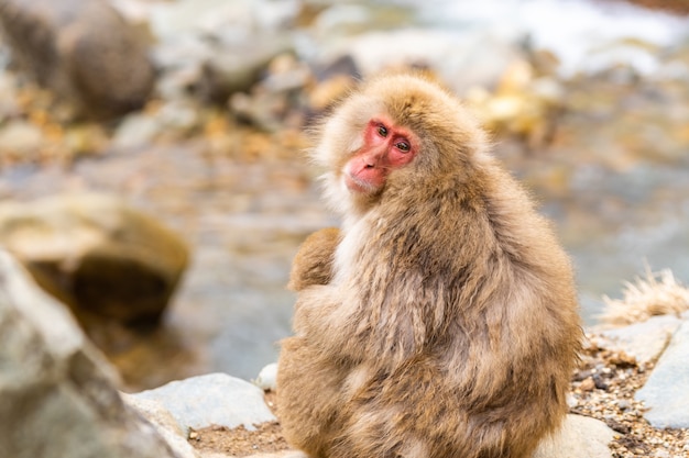 Japanese Snow monkey