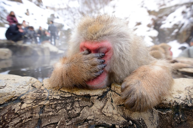 Photo japanese snow monkey