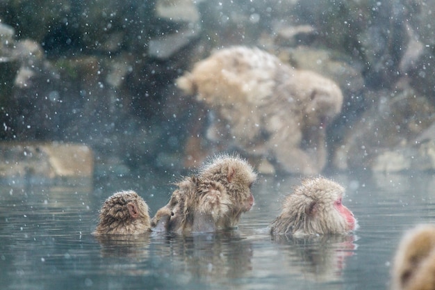 Японские снежные обезьяны в естественном onsen в Jigokudani, Япония