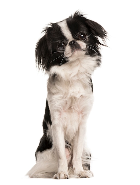 Japanese Spaniel isolated on white