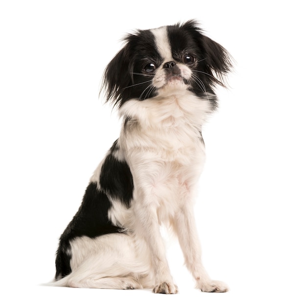 Japanese Spaniel isolated on white