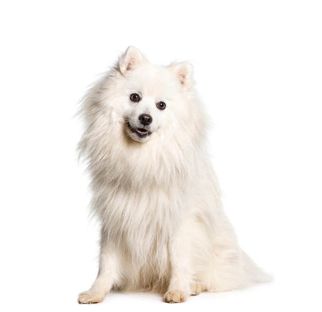 Japanese Spitz dog sitting