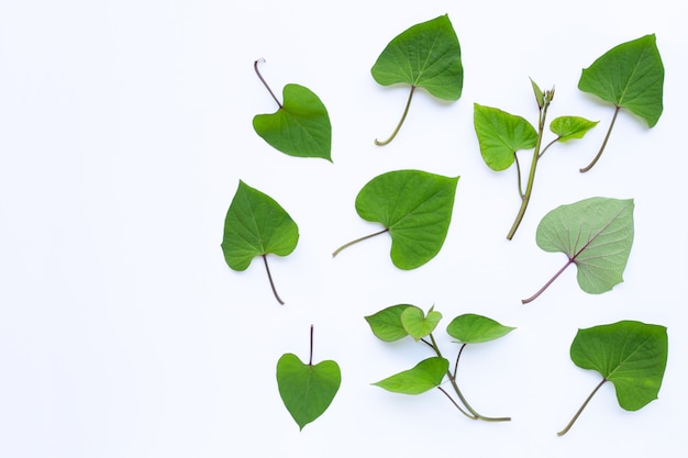 Japanese sweet potato leaves on white