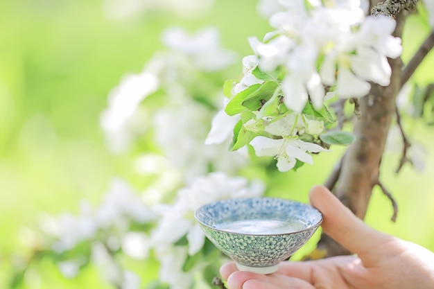 Cerimonia del tè giapponese nel giardino primaverile, aroma di fiori di ciliegio sakura in asia