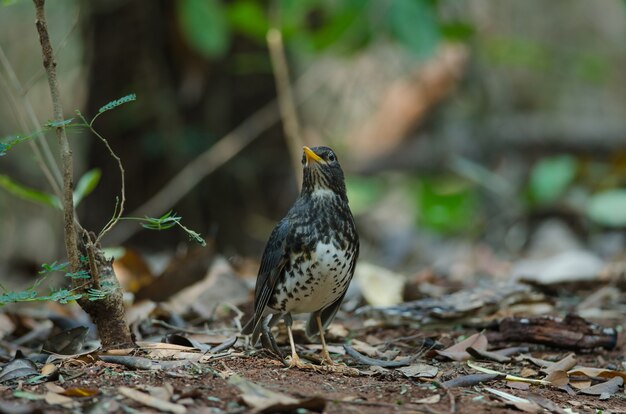 Японская дрозд (Turdus cardis) птица