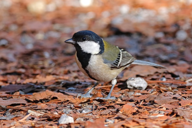 Japanese Tit Parus minor Beautiful Birds of Thailand