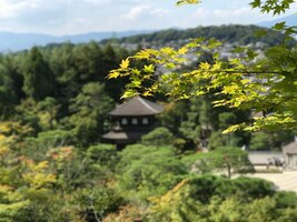 사진 언덕에서 나무가 보이는 일본 전통 사원