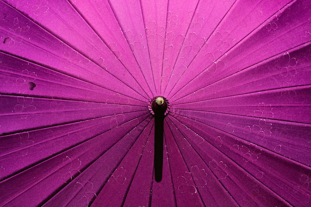 Japanese umbrella with sakura pattern. 