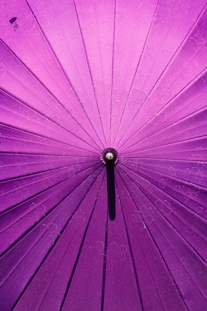 Japanese umbrella with sakura pattern. 